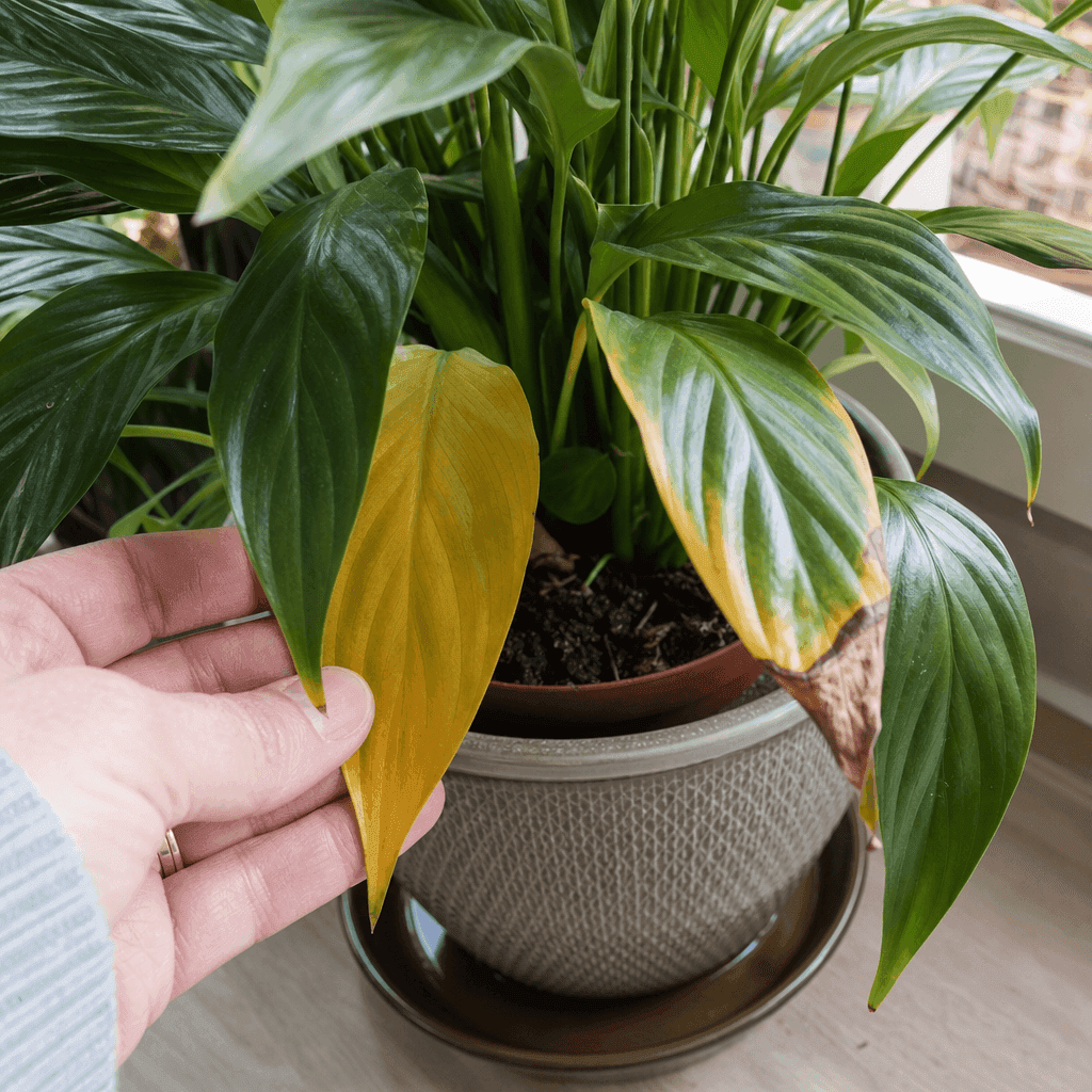 Peace lily yellow leaves — most likely causes