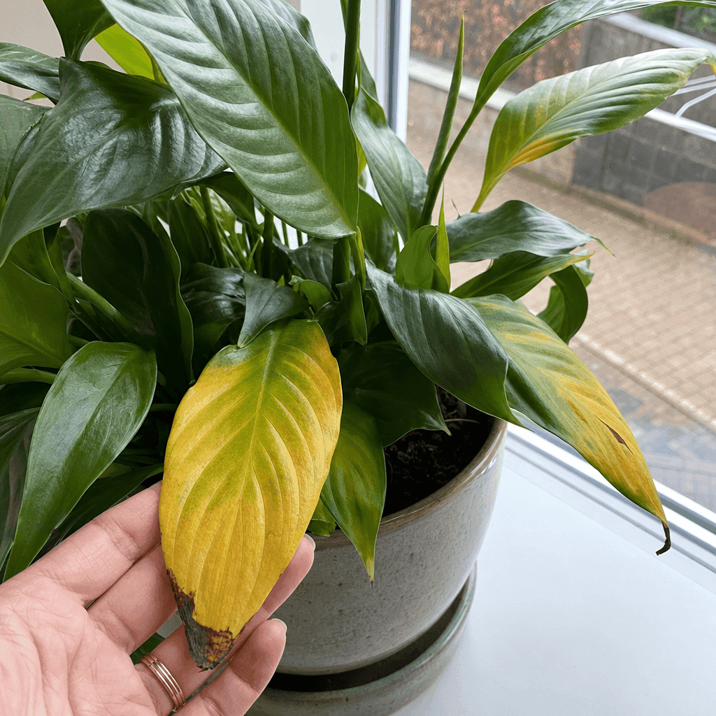 Peace lily yellow leaves — UK timing notes