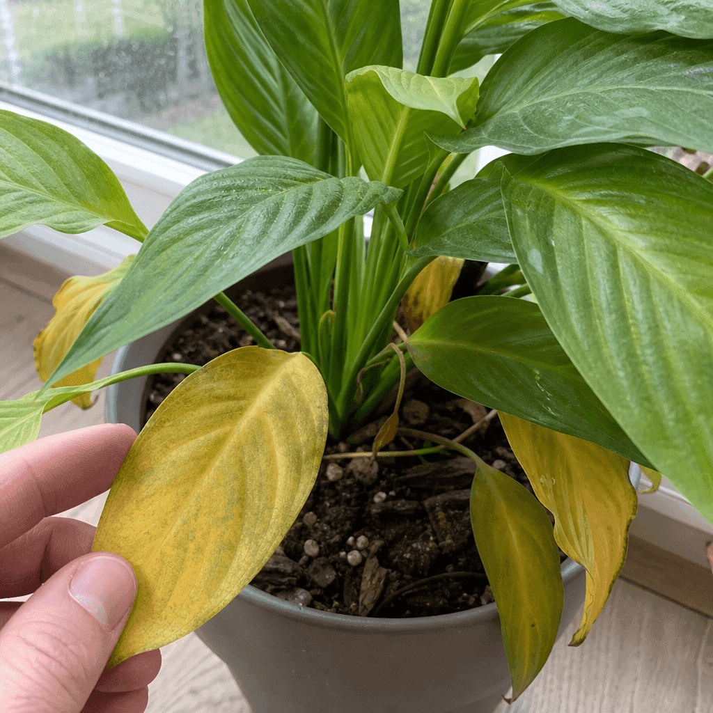 Plant Leaves Turning Yellow — UK timing notes