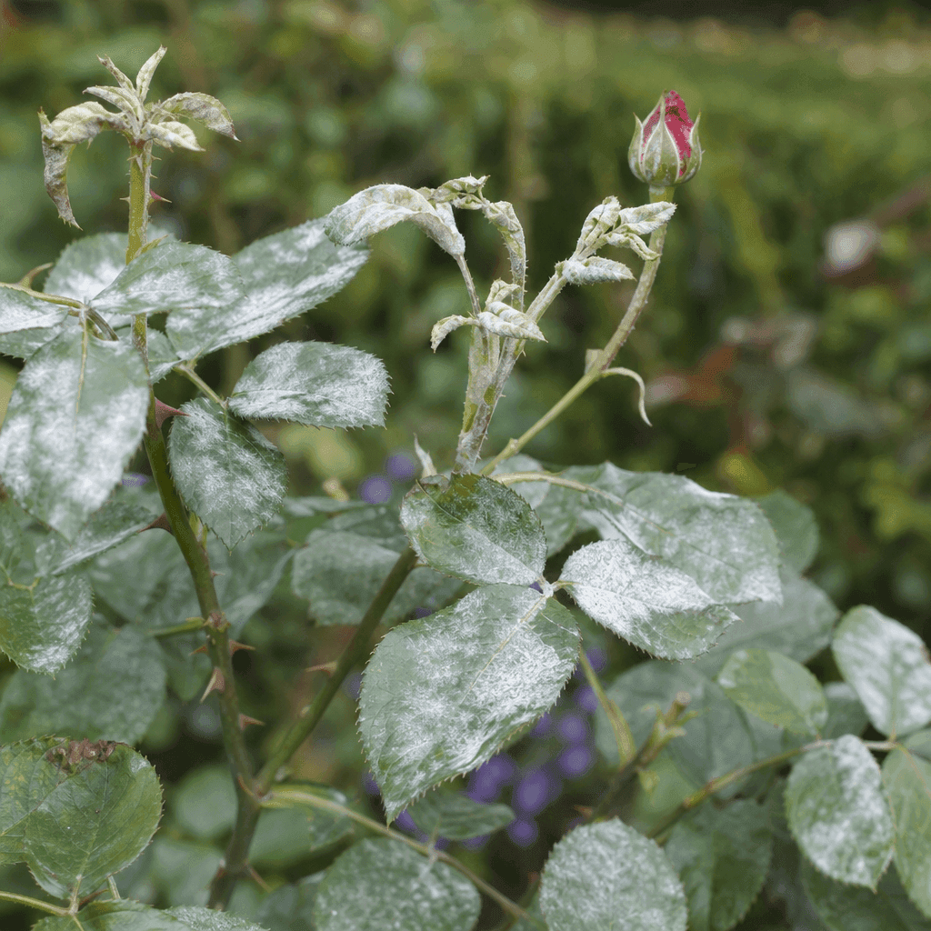 Powdery mildew on roses — most likely causes