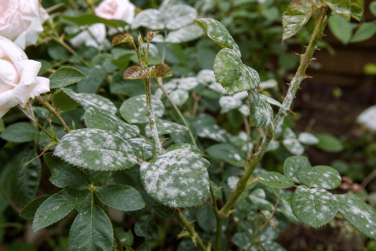 Powdery mildew on roses