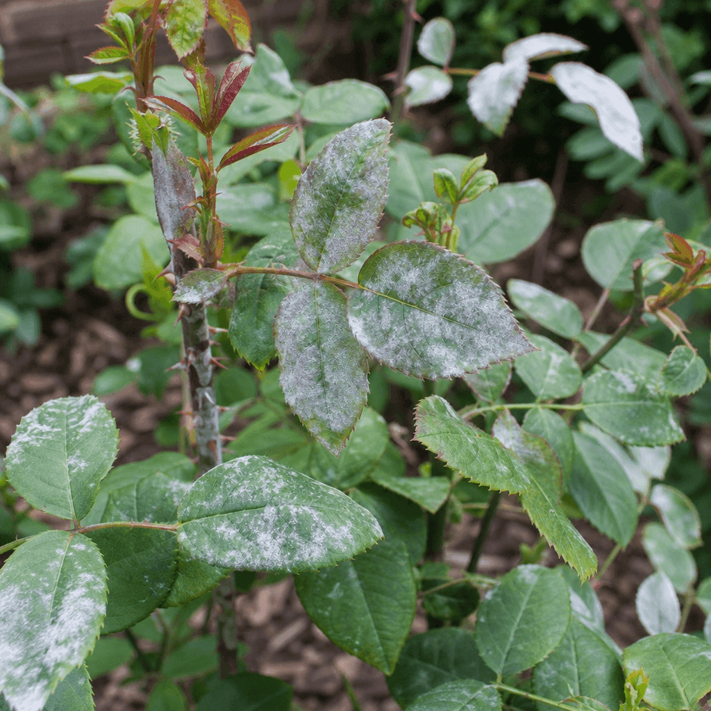 Powdery mildew on roses — UK timing notes
