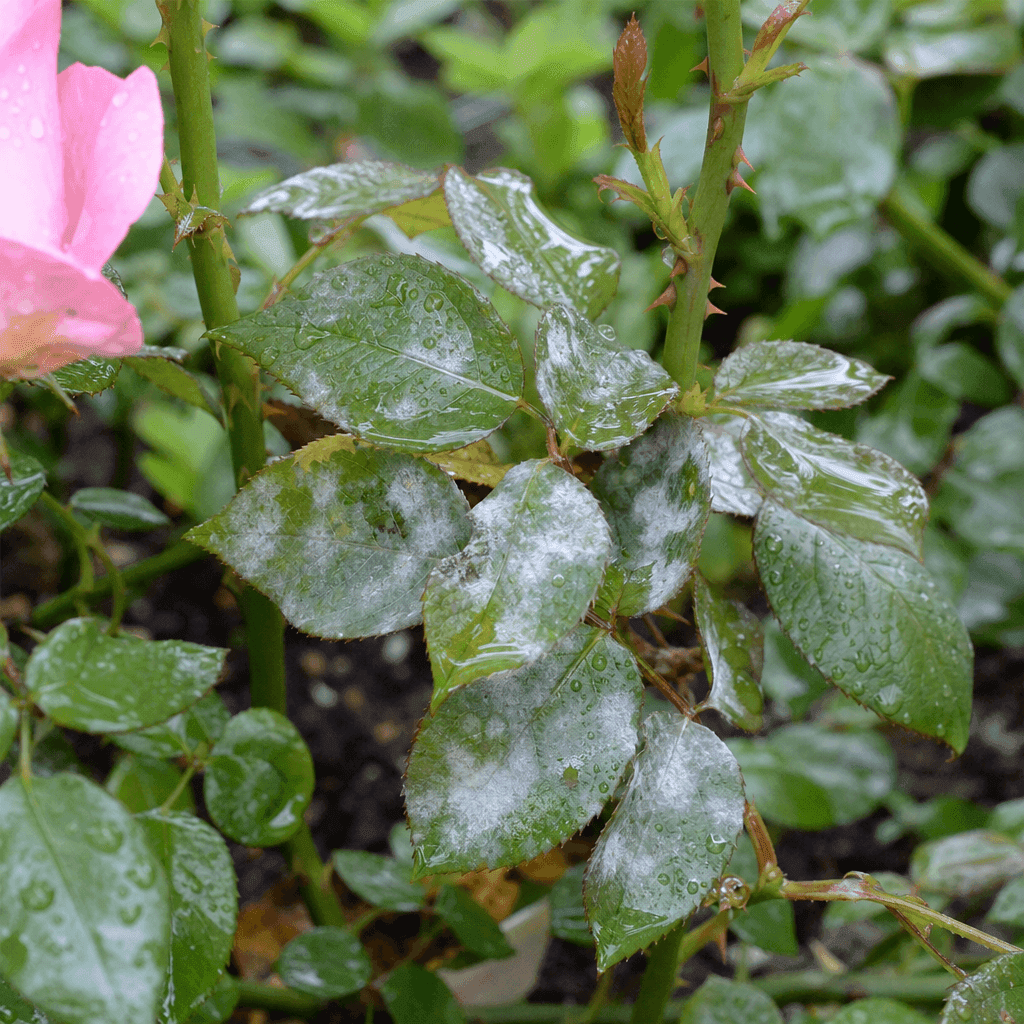 Powdery mildew on roses — what not to do