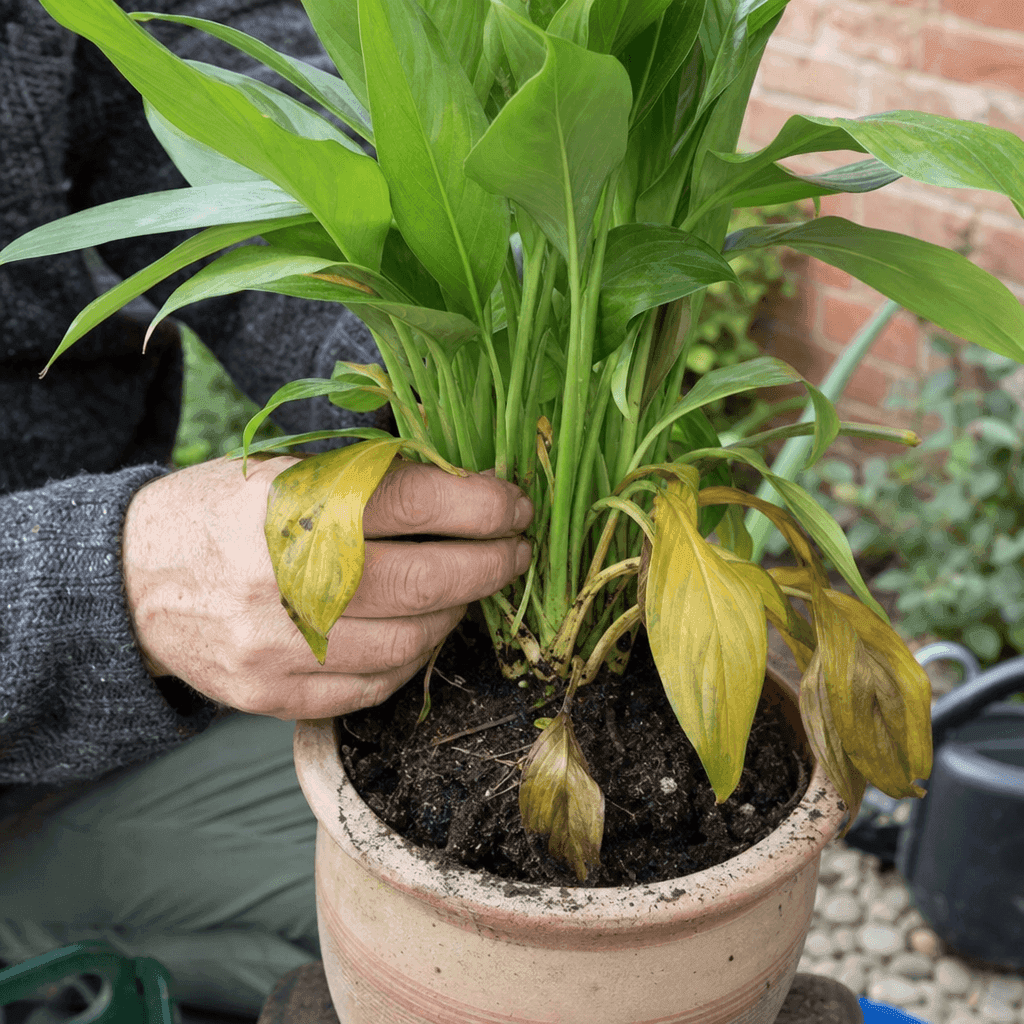 Root rot treatment — quick diagnosis chart