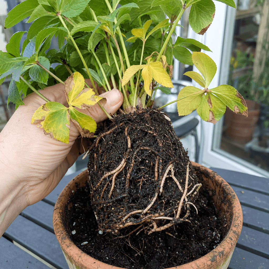 Root rot treatment — UK timing notes