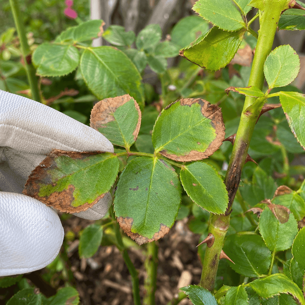 Rose brown leaves — most likely causes