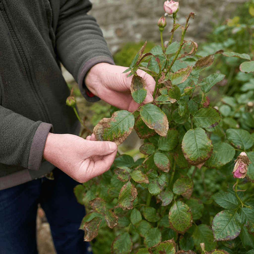 Rose brown leaves — overview