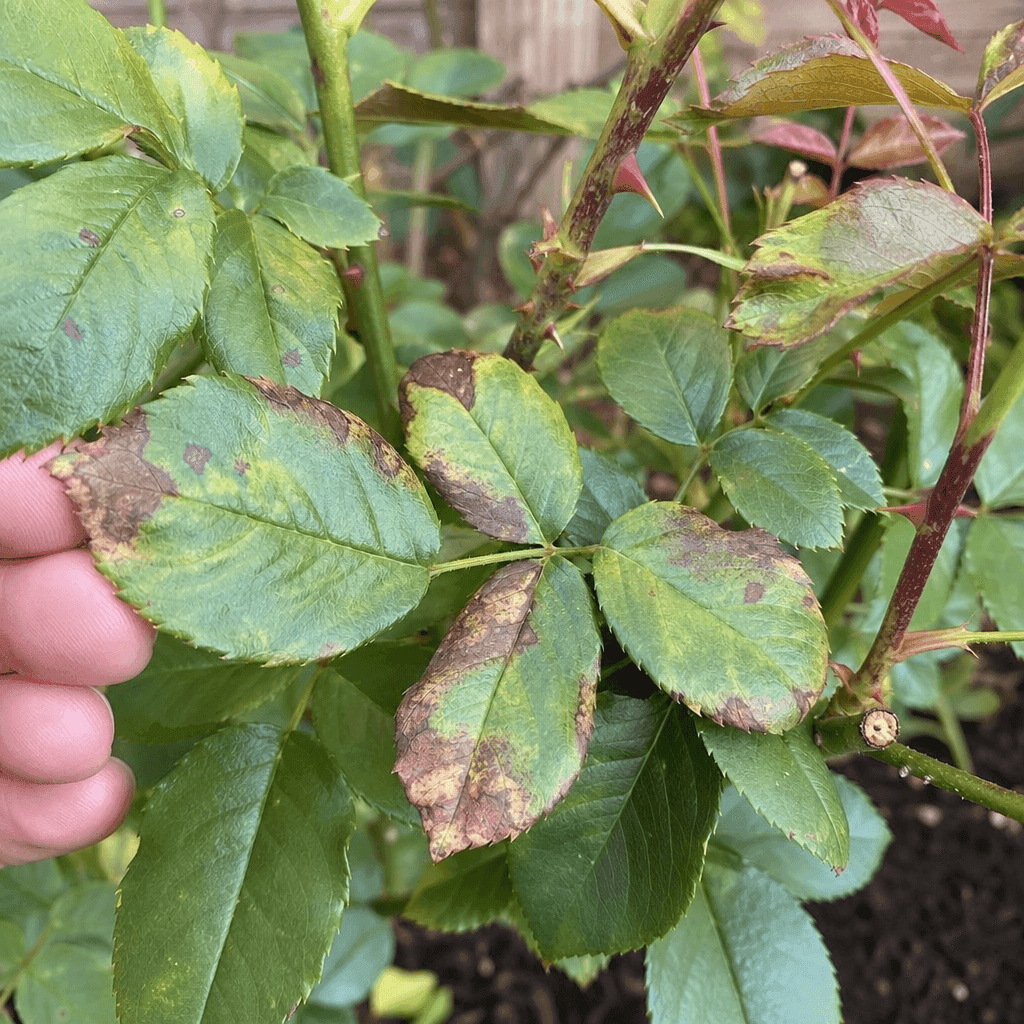 Rose brown leaves — UK timing notes