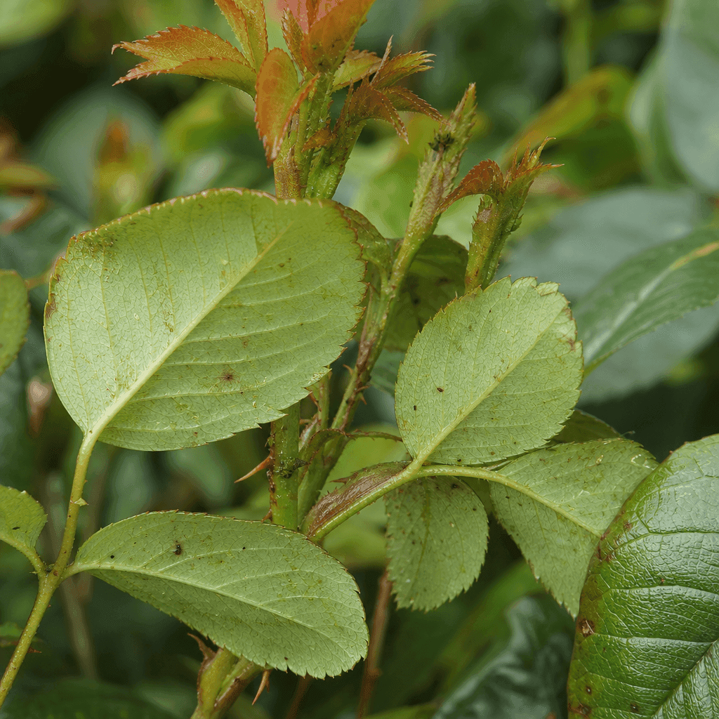Black spot on roses: Pest damage mistaken for black spot