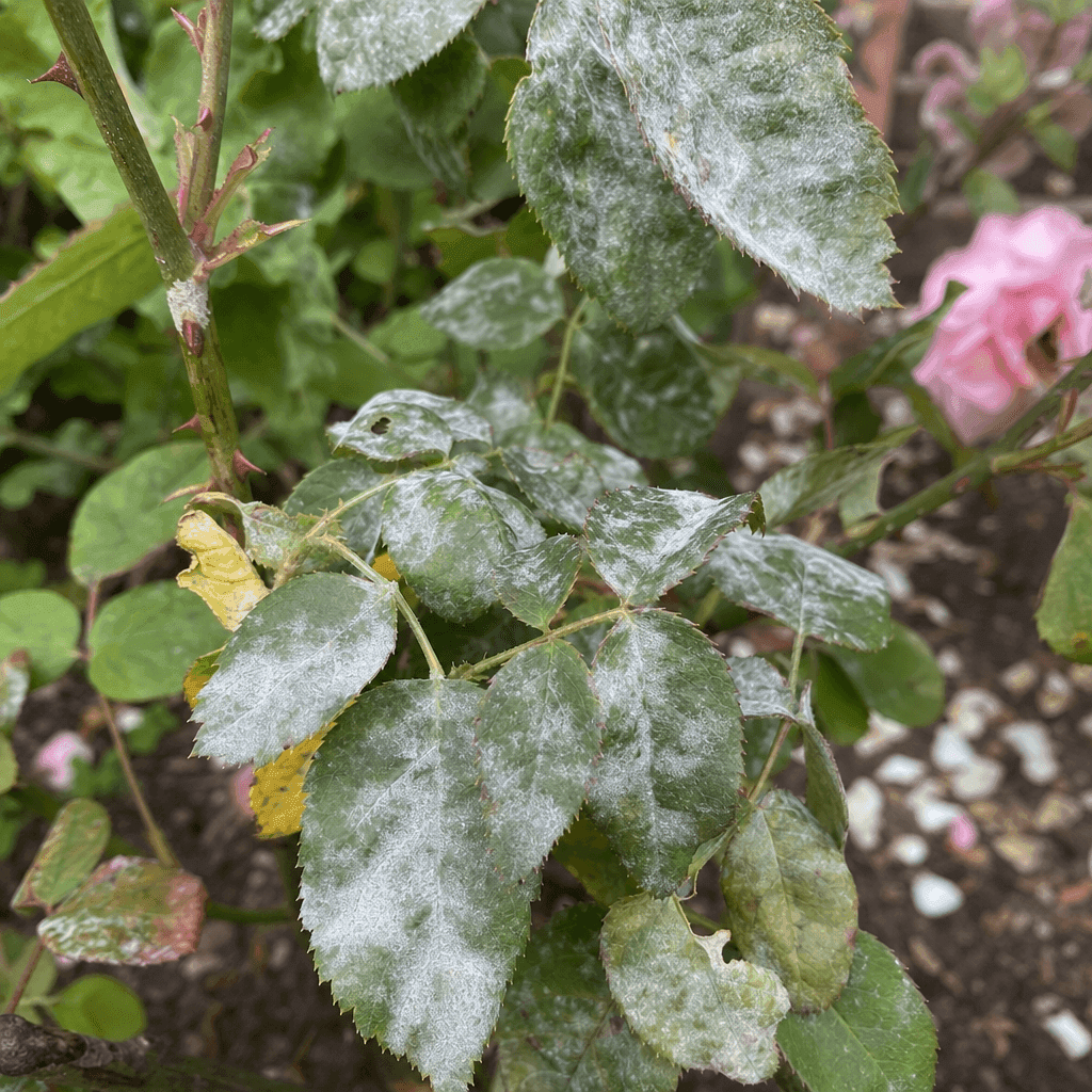Black spot on roses: Powdery mildew