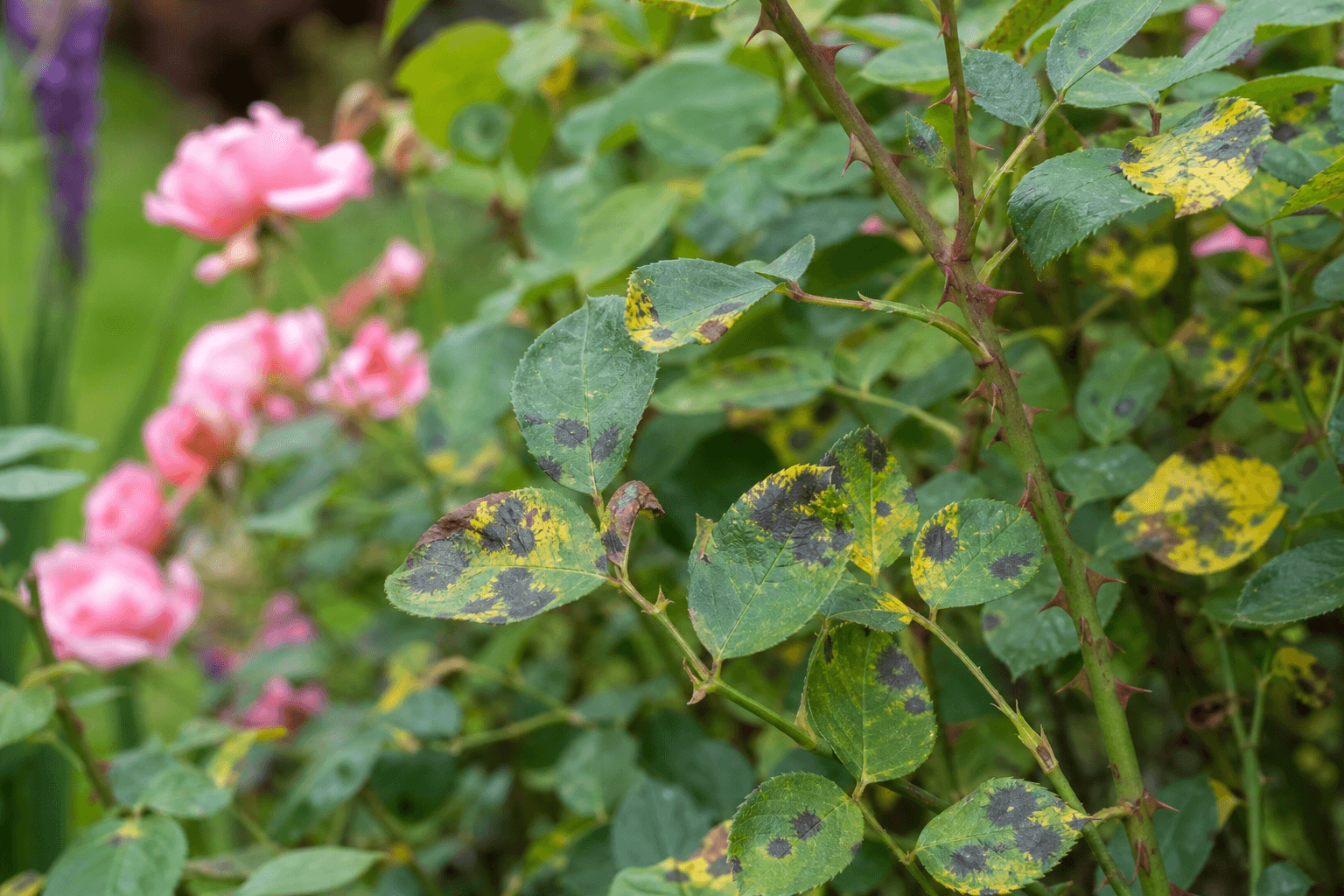 Black spot on roses