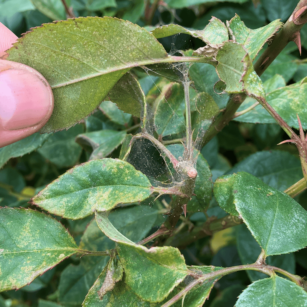 Spider mites on roses — what to do now