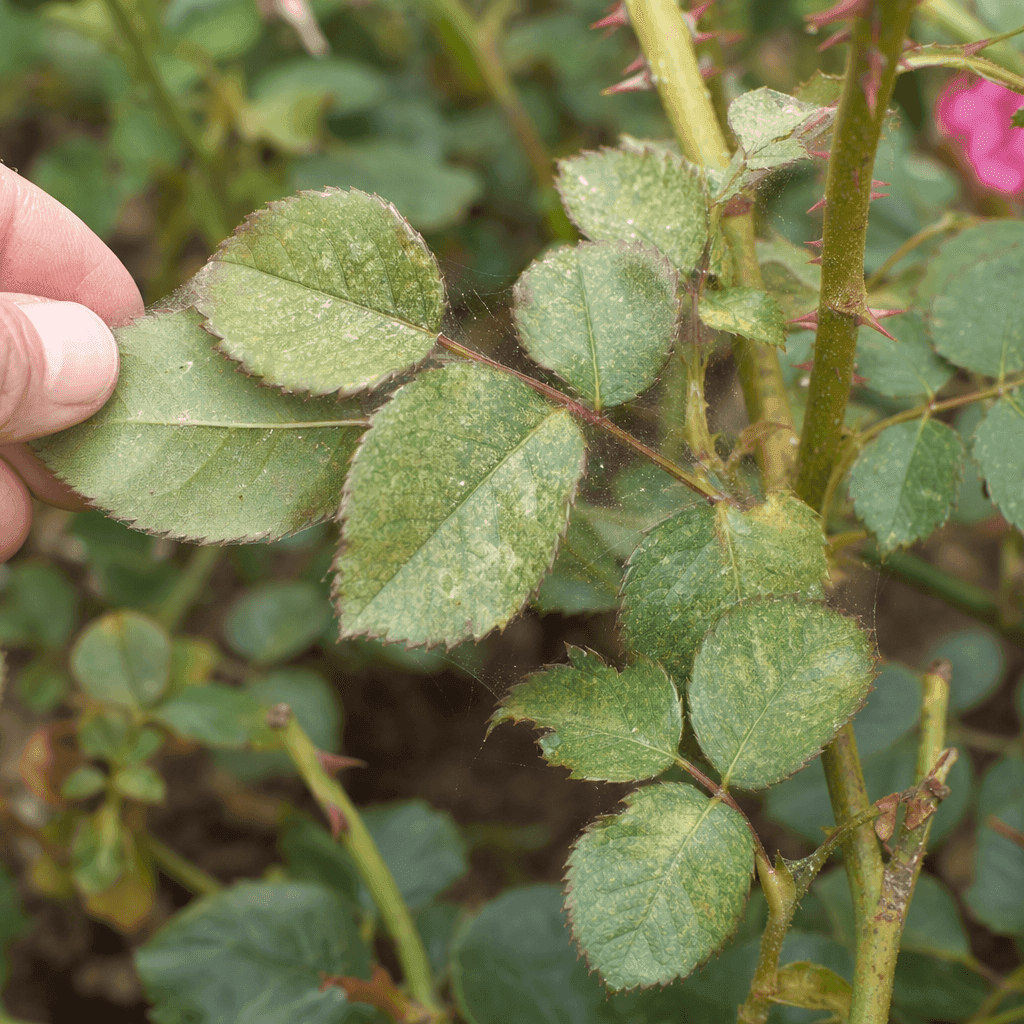 Spider mites on roses — what not to do