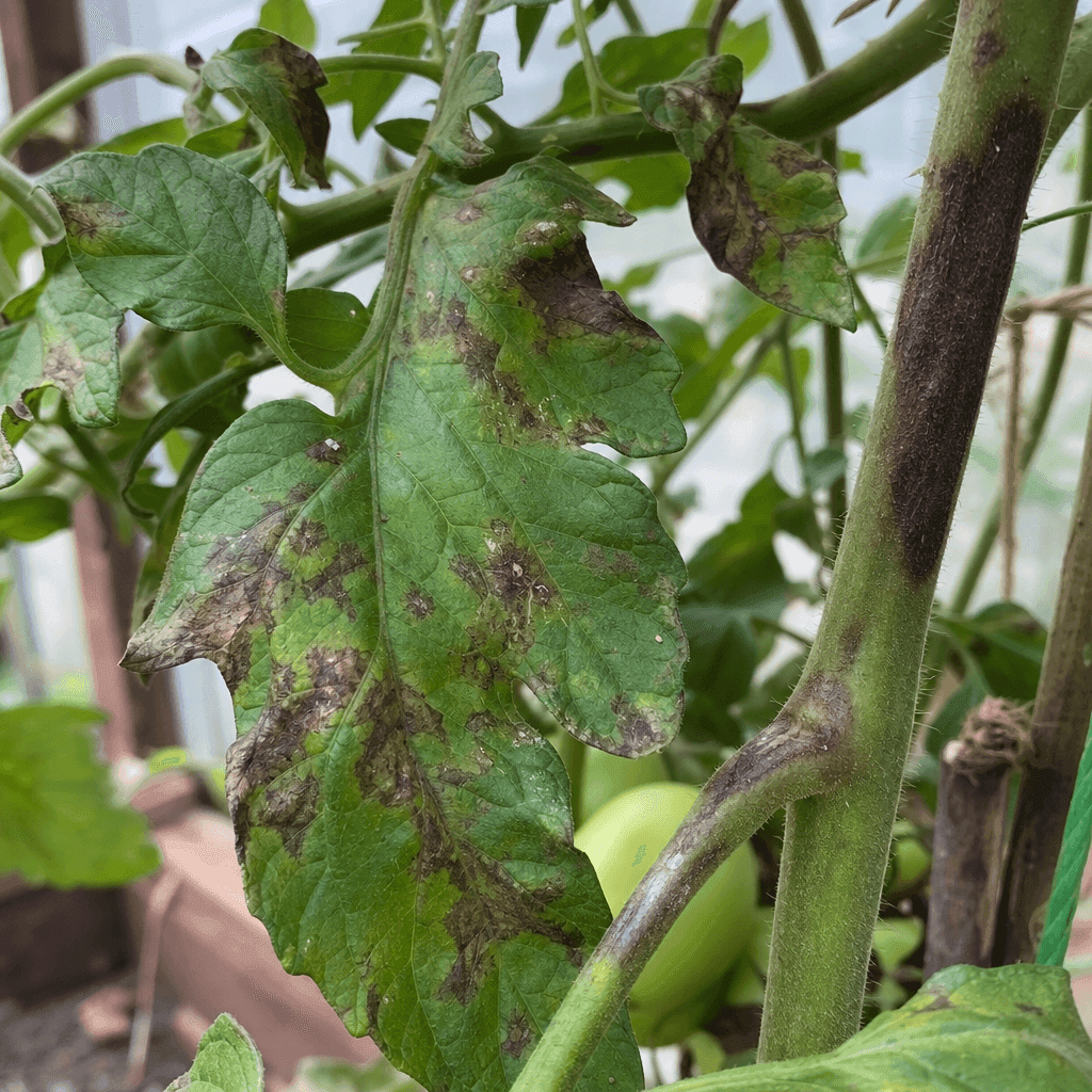 Tomato blight — what to do now
