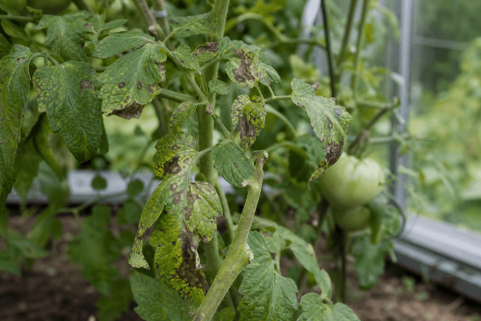 Tomato blight