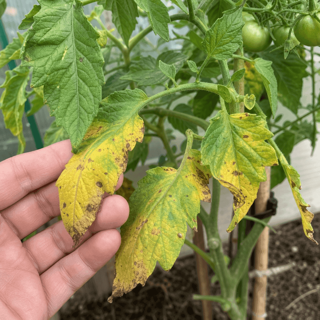 Tomato plant problems — what to do now