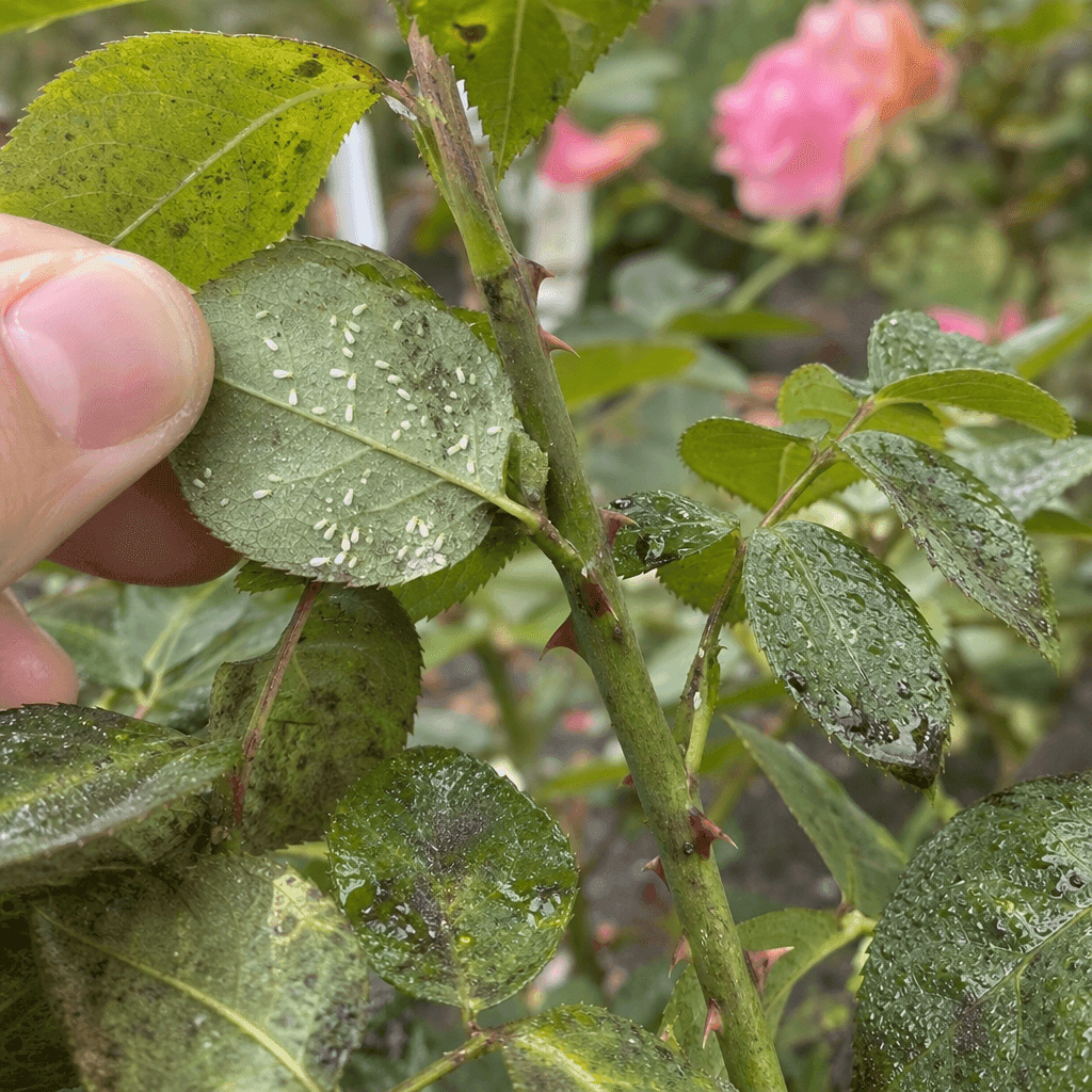 Whitefly on roses — what not to do