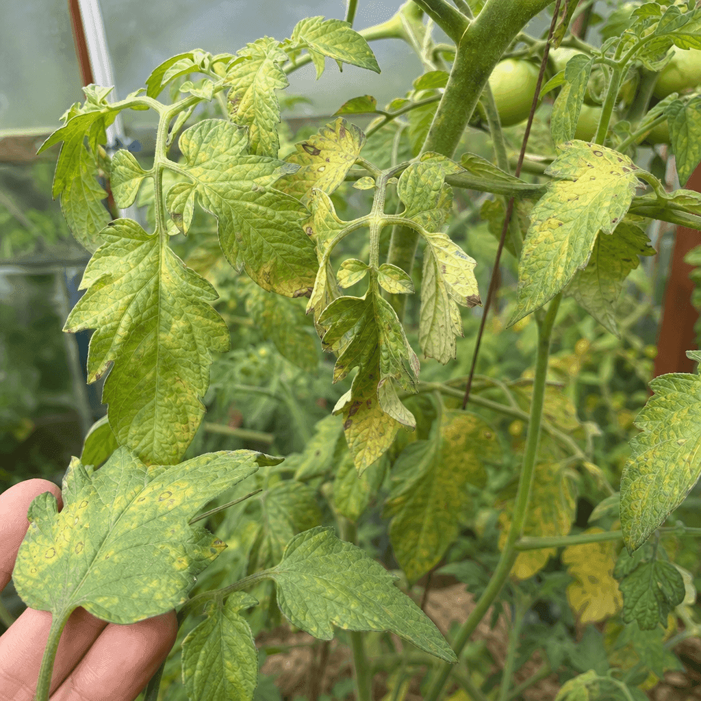 Wilting tomato plant: Bacterial wilt, virus and sudden collapse