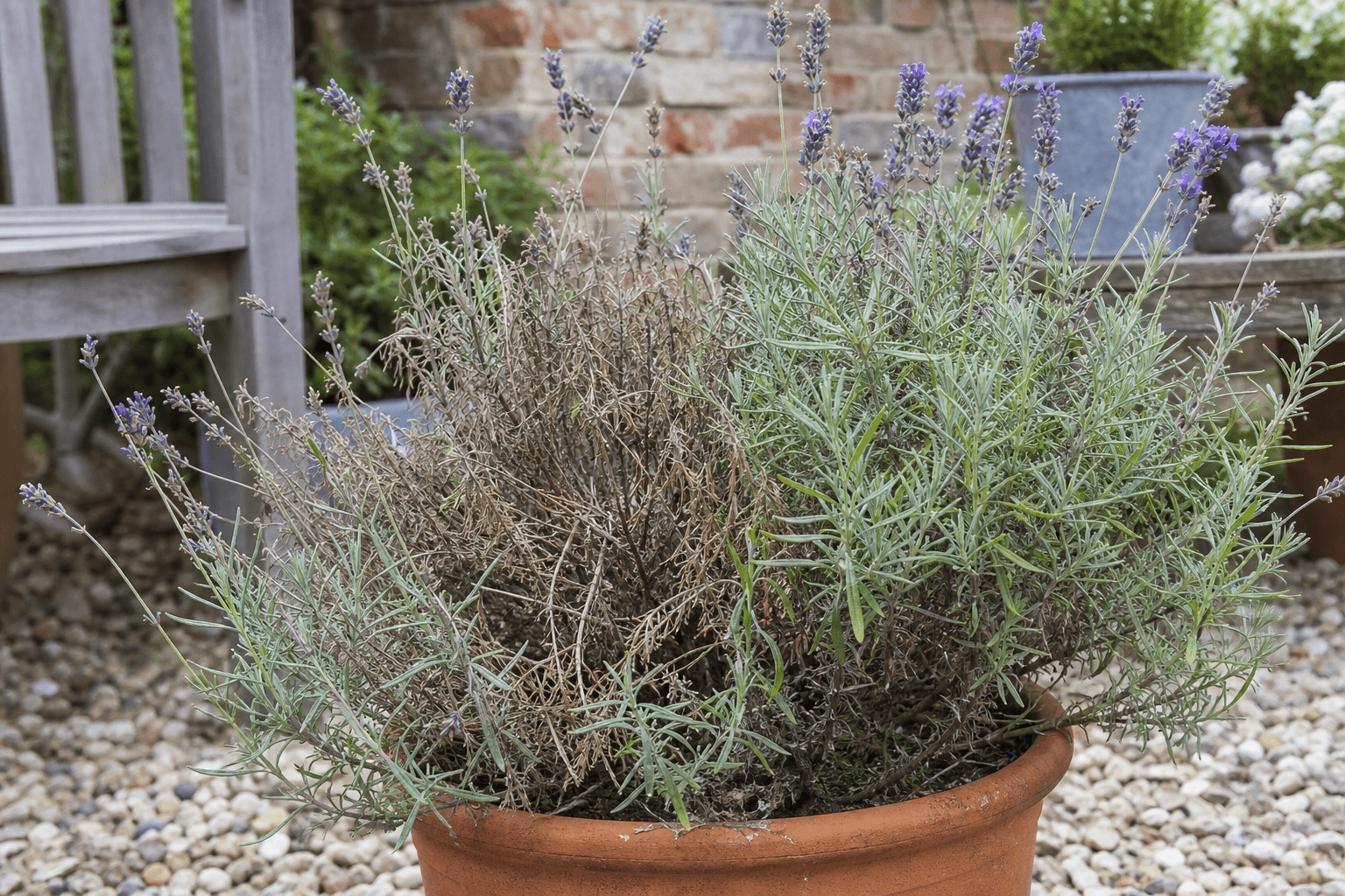 Lavender: Common Problems & How to Diagnose Them  Leaf & Cause